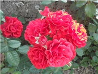 eebf901b-Picture 009.jpg